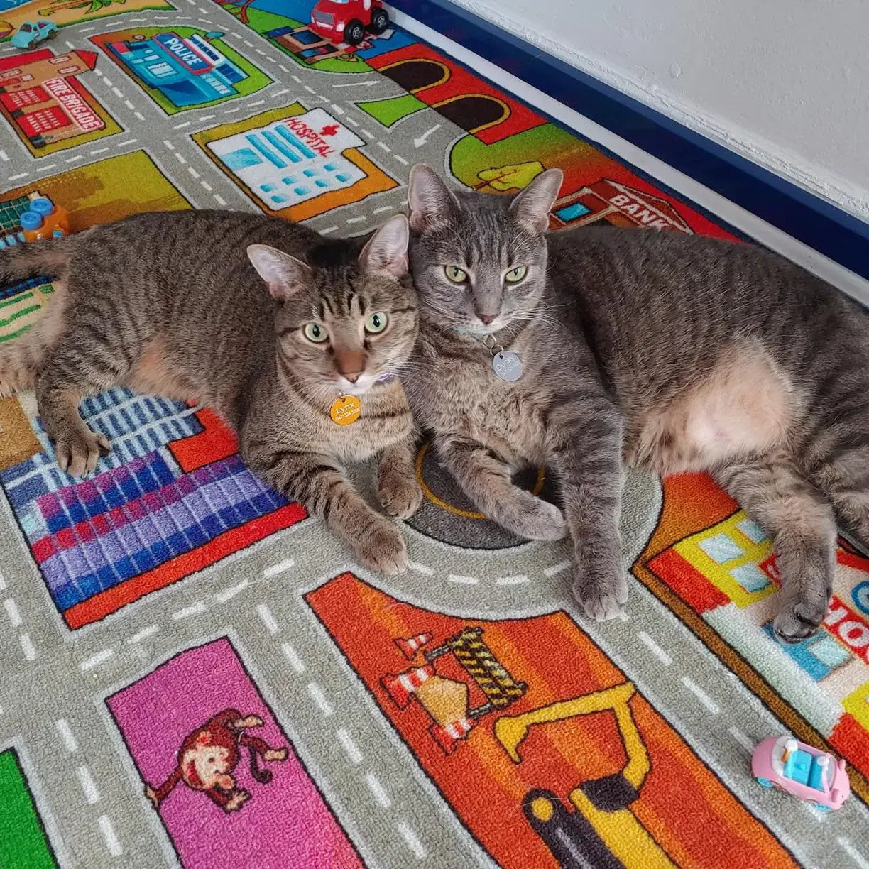 Carpet Selection for Homes with Pets and Children: Durability and Easy Maintenance